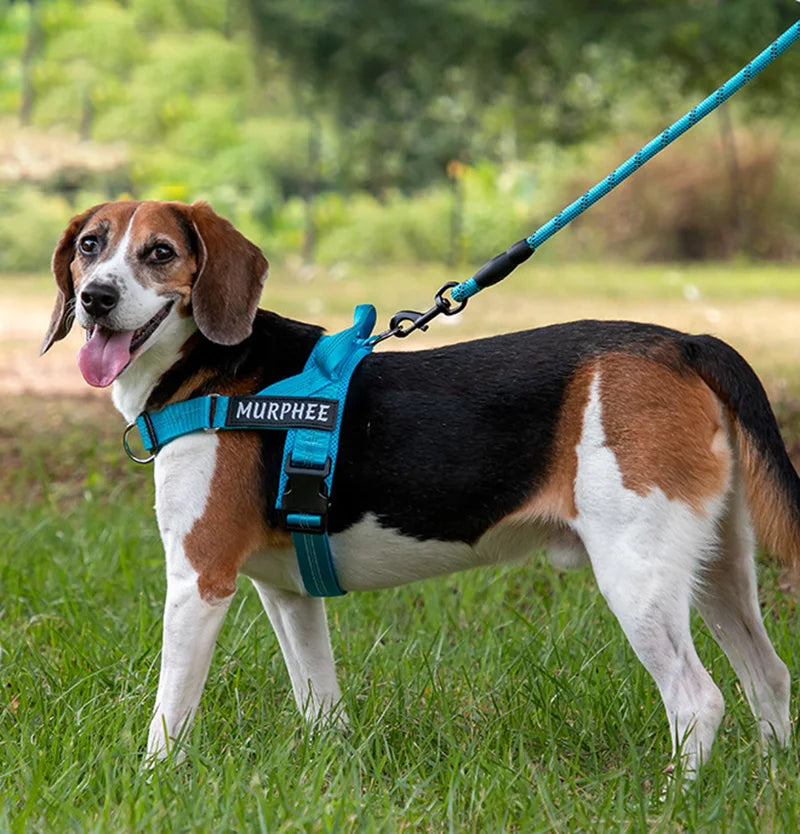 Custom Name Adjustable Reflective Walking & Training Dog Harness and Leash